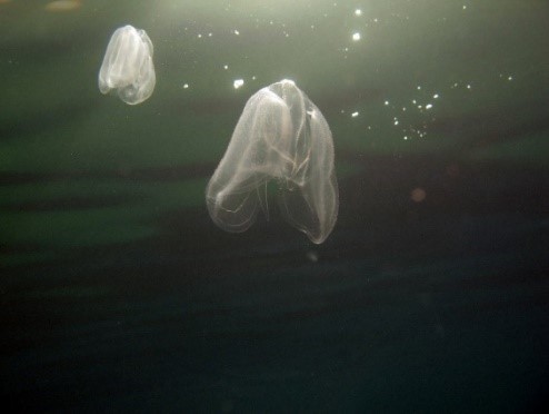 Méditerranée: Hausse des températures de la mer Faut-il craindre une  arrivée massive de méduses? 