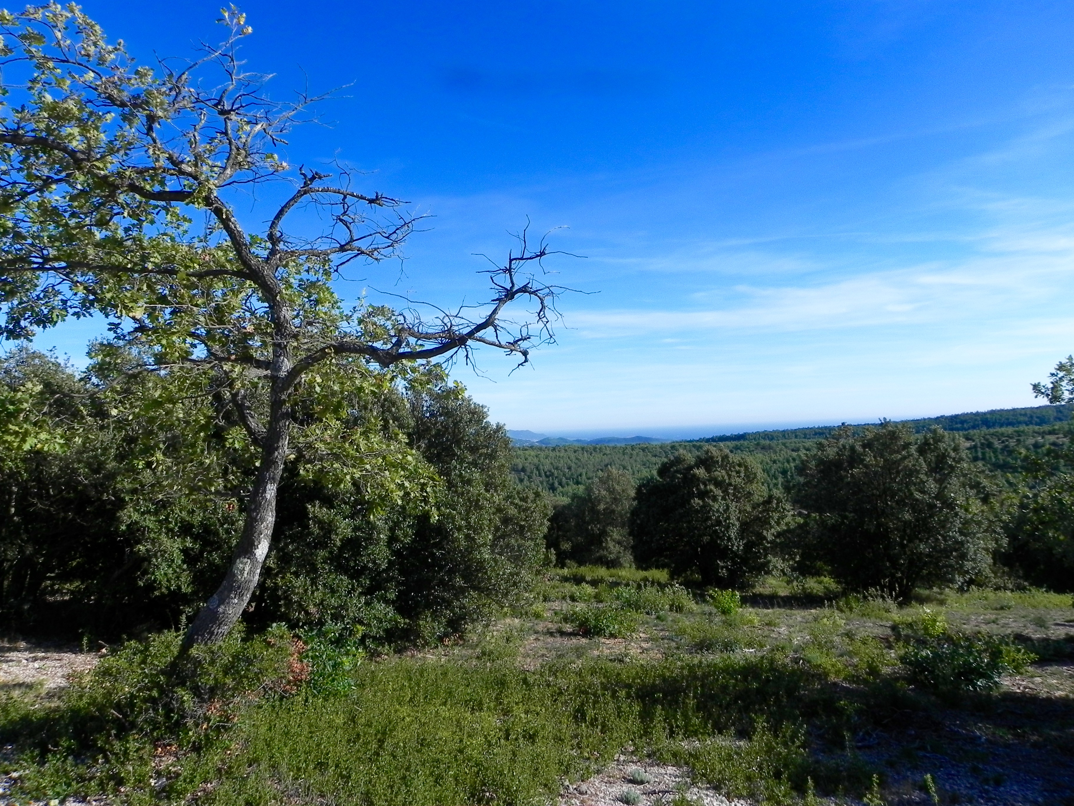 Webinaire - Effets de la pollution de l'air et du changement climatique sur les forêts méditerranéennes